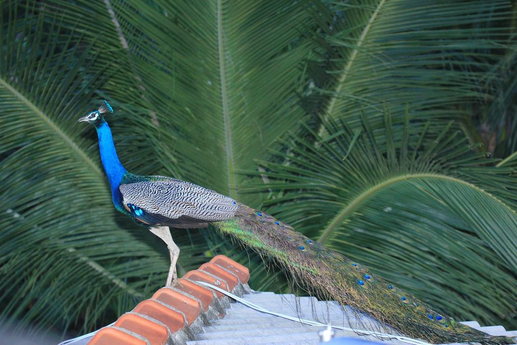 The Coconut Gardens Hotel&restaurant Hotel Tissamaharama